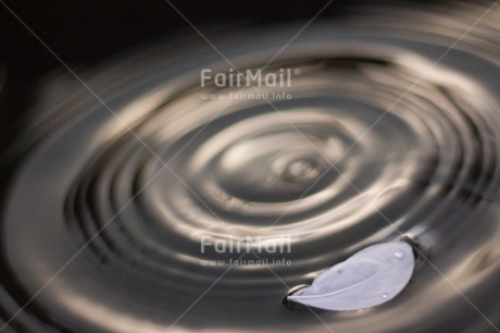 Fair Trade Photo Closeup, Colour image, Condolence-Sympathy, Feather, Horizontal, Peru, Shooting style, South America, Water, Waterdrop