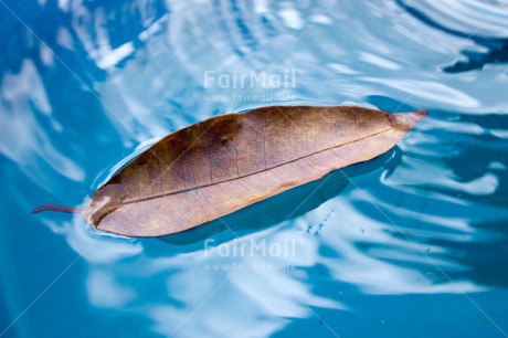 Fair Trade Photo Autumn, Blue, Colour image, Condolence-Sympathy, Horizontal, Leaf, Peru, Seasons, South America, Water