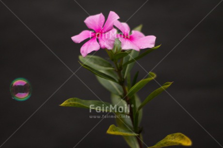 Fair Trade Photo Artistique, Colour image, Flower, Horizontal, Peru, Soapbubble, South America