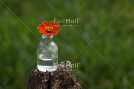 Fair Trade Photo Colour image, Flower, Horizontal, Mothers day, Outdoor, Peru, South America, Vase, Water