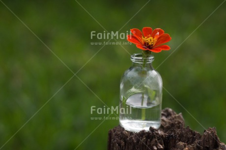 Fair Trade Photo Colour image, Flower, Horizontal, Mothers day, Outdoor, Peru, South America, Vase, Water