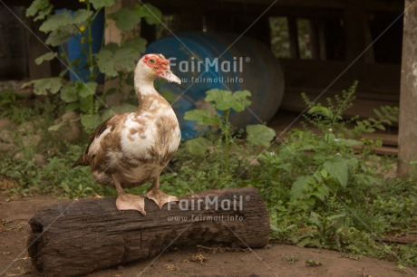 Fair Trade Photo Animals, Colour image, Duck, Horizontal, Peru, Rural, South America