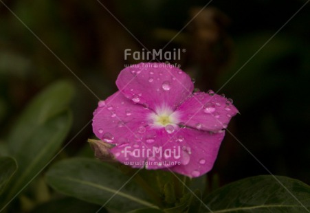 Fair Trade Photo Closeup, Colour image, Flower, Horizontal, Nature, Peru, Pink, Shooting style, South America, Waterdrop
