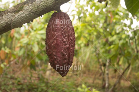 Fair Trade Photo Agriculture, Cacao, Chocolate, Colour image, Fair trade, Food and alimentation, Horizontal, Peru, Rural, South America, Tree