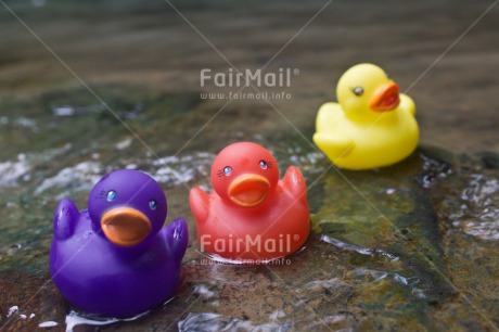 Fair Trade Photo Activity, Animals, Colour image, Duck, Horizontal, Peru, South America, Swimming, Swimming diplome, Water