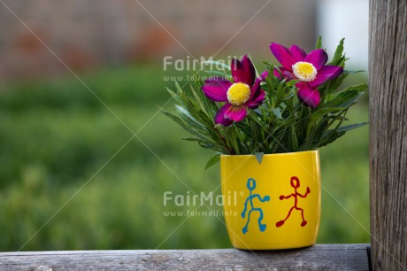 Fair Trade Photo Colour image, Flower, Horizontal, Peru, South America, Together, Vase