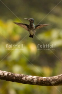 Fair Trade Photo Activity, Animals, Bird, Colour image, Flying, Hummingbird, Nature, Peru, South America, Vertical