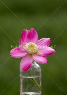 Fair Trade Photo Colour image, Flower, Mothers day, Peru, South America, Vase, Vertical