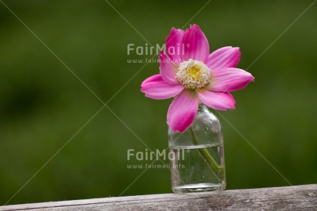Fair Trade Photo Colour image, Flower, Horizontal, Mothers day, Vase