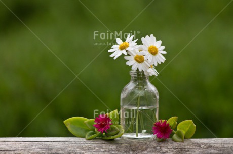 Fair Trade Photo Colour image, Flower, Horizontal, Mothers day, Vase