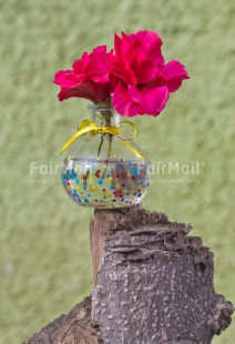 Fair Trade Photo Colour image, Flower, Mothers day, Peru, South America, Vase, Vertical