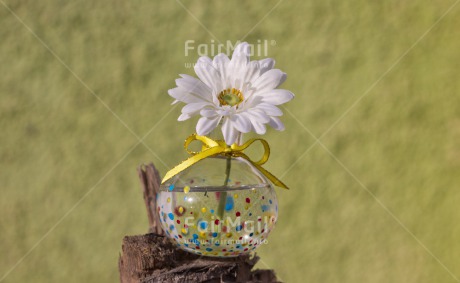 Fair Trade Photo Colour image, Flower, Horizontal, Mothers day, Vase