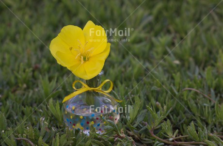 Fair Trade Photo Birthday, Colour image, Flower, Grass, Horizontal, Mothers day, Seasons, Spring, Summer, Yellow