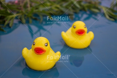 Fair Trade Photo Activity, Animals, Colour image, Cute, Duck, Horizontal, Swimming, Swimming diplome, Water