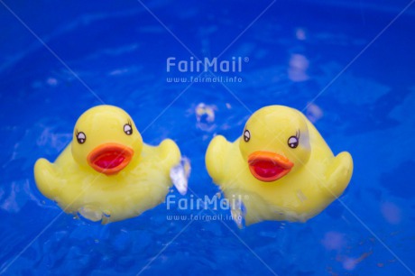 Fair Trade Photo Activity, Animals, Colour image, Cute, Duck, Horizontal, Swimming, Swimming diplome, Water