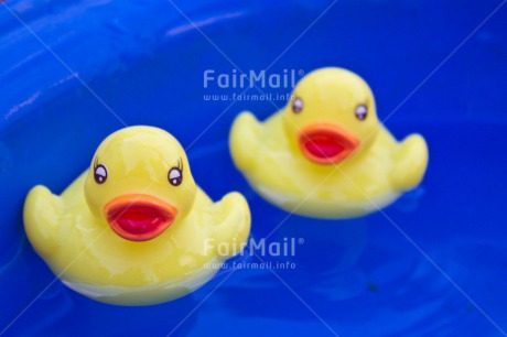 Fair Trade Photo Activity, Animals, Colour image, Cute, Duck, Horizontal, Swimming, Swimming diplome, Water