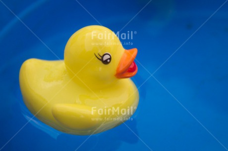 Fair Trade Photo Activity, Animals, Colour image, Cute, Duck, Horizontal, Swimming, Swimming diplome, Water