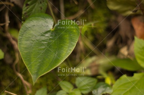 Fair Trade Photo Colour image, Condolence-Sympathy, Green, Heart, Horizontal, Leaf, Love, Nature, Peru, South America, Tree