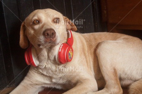 Fair Trade Photo Activity, Animals, Colour image, Dog, Funny, Horizontal, Music, Peru, Relaxing, South America