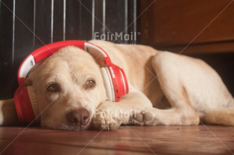 Fair Trade Photo Activity, Animals, Colour image, Dog, Funny, Horizontal, Music, Peru, Relaxing, South America