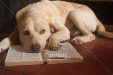 Fair Trade Photo Activity, Animals, Book, Colour image, Dog, Education, Exams, Funny, Horizontal, Peru, Reading, Relaxing, South America