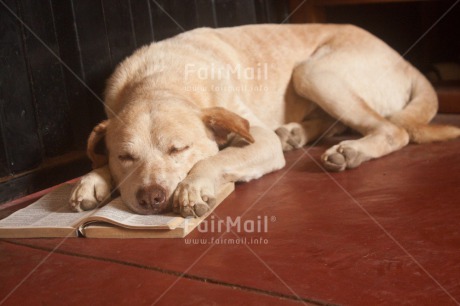 Fair Trade Photo Activity, Animals, Book, Colour image, Dog, Education, Exams, Funny, Horizontal, Peru, Reading, Relaxing, South America