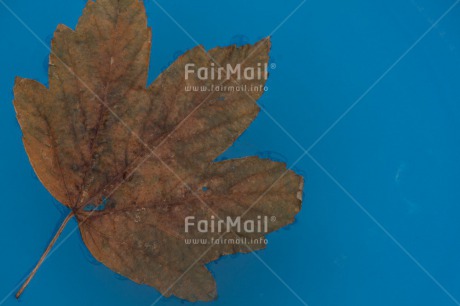 Fair Trade Photo Autumn, Colour image, Condolence-Sympathy, Horizontal, Leaf, Peru, Seasons, South America