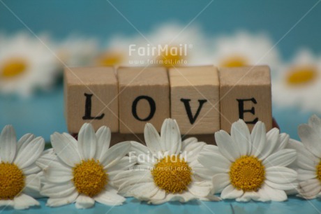 Fair Trade Photo Colour image, Daisy, Flower, Horizontal, Letter, Love, Peru, South America