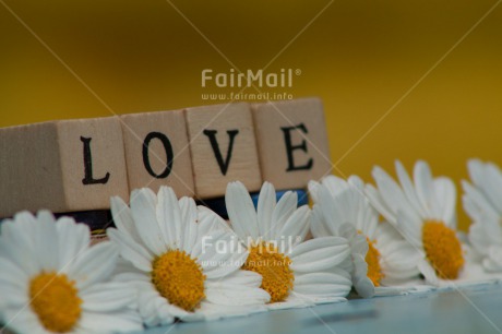 Fair Trade Photo Colour image, Daisy, Flower, Horizontal, Letter, Love, Peru, South America