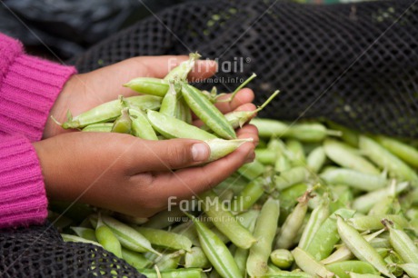 Fair Trade Photo Closeup, Colour image, Food and alimentation, Hand, Horizontal, Market, Pea, Peru, Shooting style, South America, Vegetables