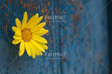 Fair Trade Photo Blue, Closeup, Colour image, Flower, Friendship, Horizontal, Mothers day, Peru, Shooting style, South America, Yellow