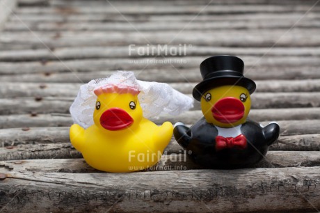 Fair Trade Photo Animals, Colour image, Duck, Horizontal, Love, Marriage, Peru, South America, Together, Wedding