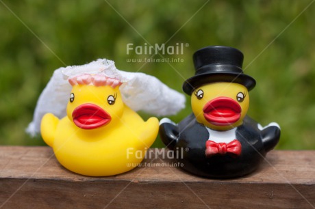 Fair Trade Photo Animals, Colour image, Duck, Horizontal, Love, Marriage, Peru, South America, Together, Wedding