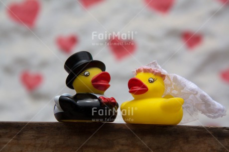 Fair Trade Photo Animals, Colour image, Duck, Horizontal, Love, Marriage, Peru, South America, Together, Wedding