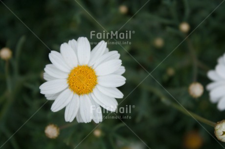 Fair Trade Photo Colour image, Daisy, Flower, Horizontal, Peru, South America, White, Yellow