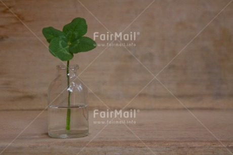 Fair Trade Photo Bottle, Clover, Colour image, Exams, Glass, Good luck, Green, Horizontal, Peru, School, South America, Success, Vase