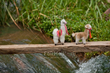 Fair Trade Photo Activity, Animals, Bride, Brown, Colour image, Couple, Horizontal, Llama, Nature, Peru, River, South America, Together, Walking, Water, White