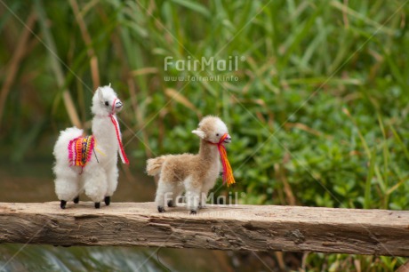 Fair Trade Photo Activity, Animals, Bride, Brown, Colour image, Couple, Horizontal, Llama, Nature, Peru, River, South America, Together, Walking, Water, White