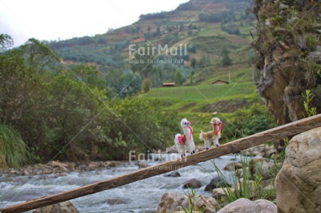 Fair Trade Photo Activity, Animals, Bride, Brown, Colour image, Couple, Horizontal, Llama, Nature, Peru, River, South America, Together, Walking, Water, White