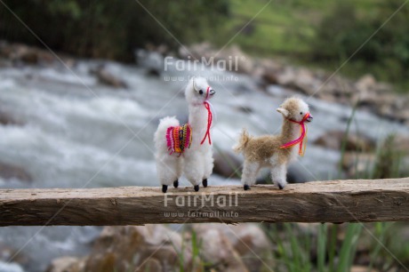 Fair Trade Photo Activity, Animals, Bride, Brown, Colour image, Couple, Horizontal, Llama, Nature, Peru, River, South America, Together, Walking, Water, White