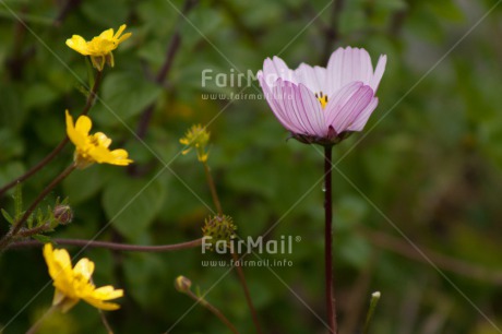 Fair Trade Photo Colour image, Fathers day, Flower, Flowers, Horizontal, Love, Mothers day, Nature, Peru, Purple, Sorry, South America, Thank you, Valentines day, Yellow