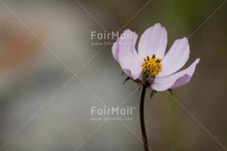 Fair Trade Photo Colour image, Condolence-Sympathy, Fathers day, Flower, Horizontal, Love, Mothers day, Nature, Peace, Peru, Purple, Silence, Sorry, South America, Thank you, Valentines day