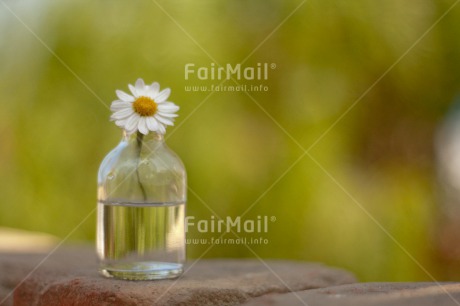 Fair Trade Photo Bottle, Colour image, Daisy, Day, Fathers day, Flower, Glass, Green, Horizontal, Love, Mothers day, Nature, Outdoor, Peace, Peru, South America, Valentines day