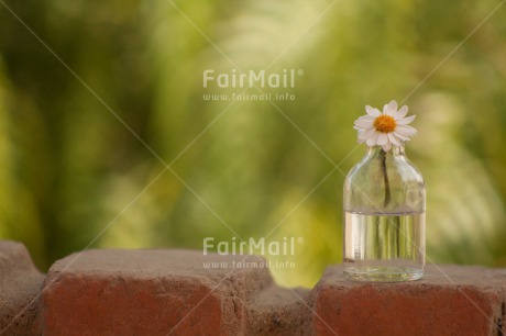 Fair Trade Photo Bottle, Colour image, Daisy, Day, Fathers day, Flower, Glass, Green, Horizontal, Love, Mothers day, Nature, Outdoor, Peace, Peru, South America, Valentines day