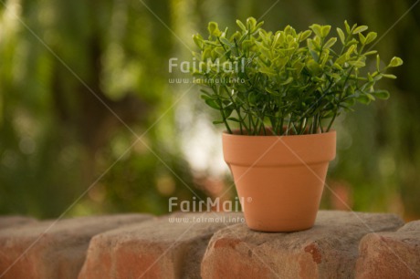 Fair Trade Photo Brick, Colour image, Garden, Horizontal, Nature, Peru, Plant, Pot, South America