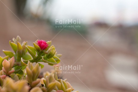 Fair Trade Photo Colour image, Condolence-Sympathy, Flower, Horizontal, Nature, Peru, Plant, Silence, South America