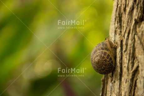 Fair Trade Photo Activity, Animals, Colour image, Day, Green, Horizontal, Nature, Outdoor, Peru, Sleeping, Snail, Sorry, South America, Tree