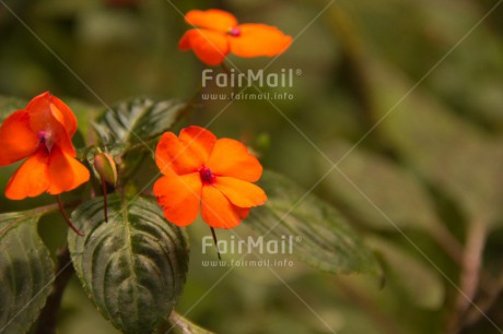 Fair Trade Photo Colour image, Day, Fathers day, Flower, Flowers, Food and alimentation, Fruits, Green, Horizontal, Mothers day, Nature, Orange, Outdoor, Peru, Red, Sorry, South America, Thank you, Valentines day