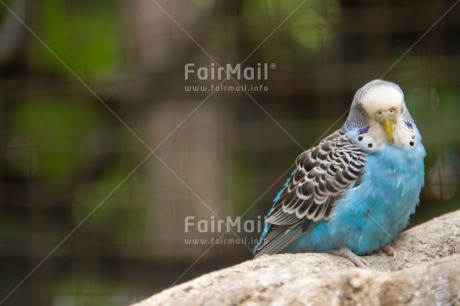 Fair Trade Photo Animals, Bird, Blue, Colour image, Day, Horizontal, Nature, Outdoor, Peru, South America, Wildlife