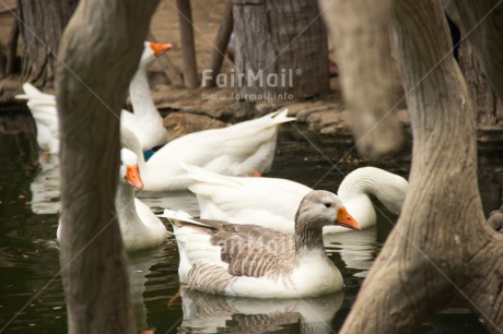 Fair Trade Photo Activity, Animals, Bird, Birds, Colour image, Day, Horizontal, Lake, Nature, Outdoor, Peru, South America, Swimming, Tree, Water, Wildlife